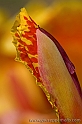 Macro flower (40D_11258_2rid)